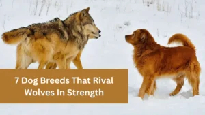 7 Dog Breeds That Rival Wolves In Strength
