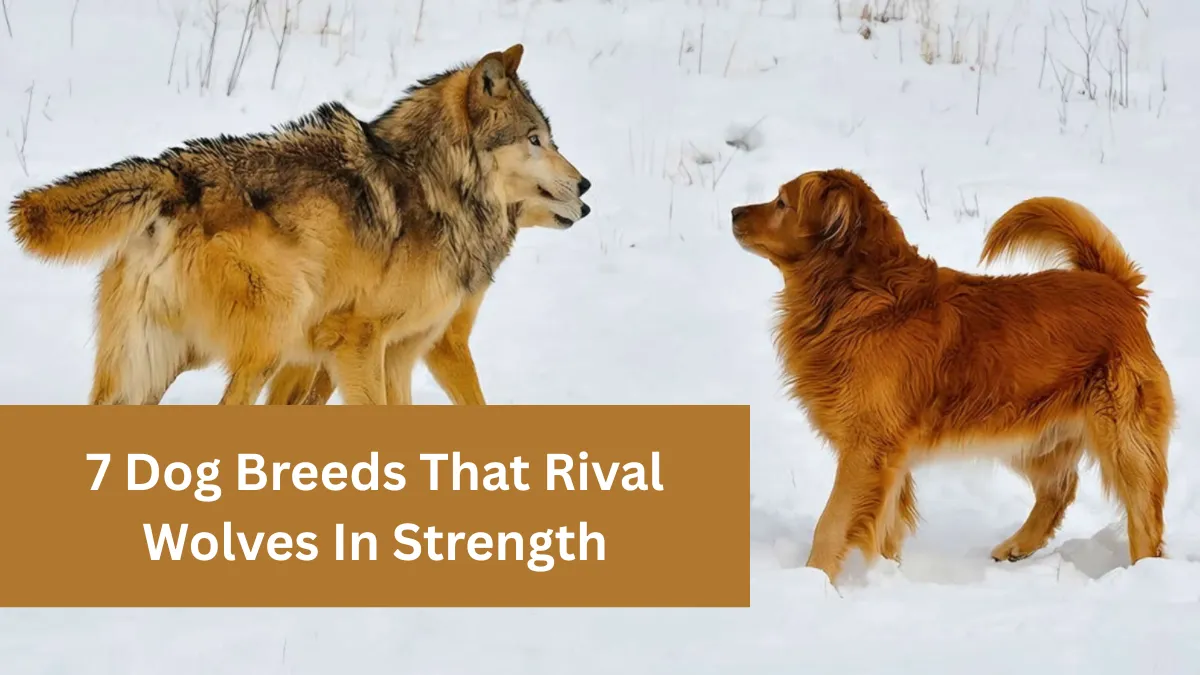 7 Dog Breeds That Rival Wolves In Strength