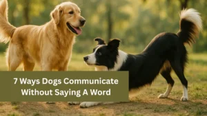 7 Ways Dogs Communicate Without Saying A Word