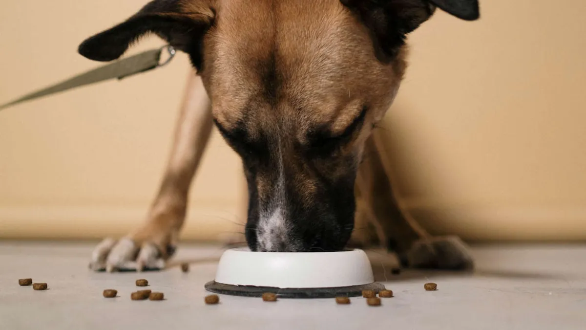 10 Dog Diet Changes That Could Help Your Pup Live Longer