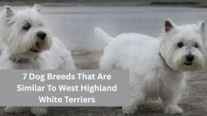 7 Dog Breeds That Are Similar To West Highland White Terriers