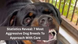 Statistics Reveal: 7 Most Aggressive Dog Breeds To Approach With Care