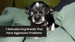 7 Adorable Dog Breeds That Have Aggression Problems