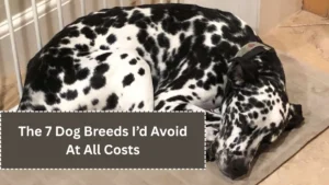 The 7 Dog Breeds I’d Avoid At All Costs