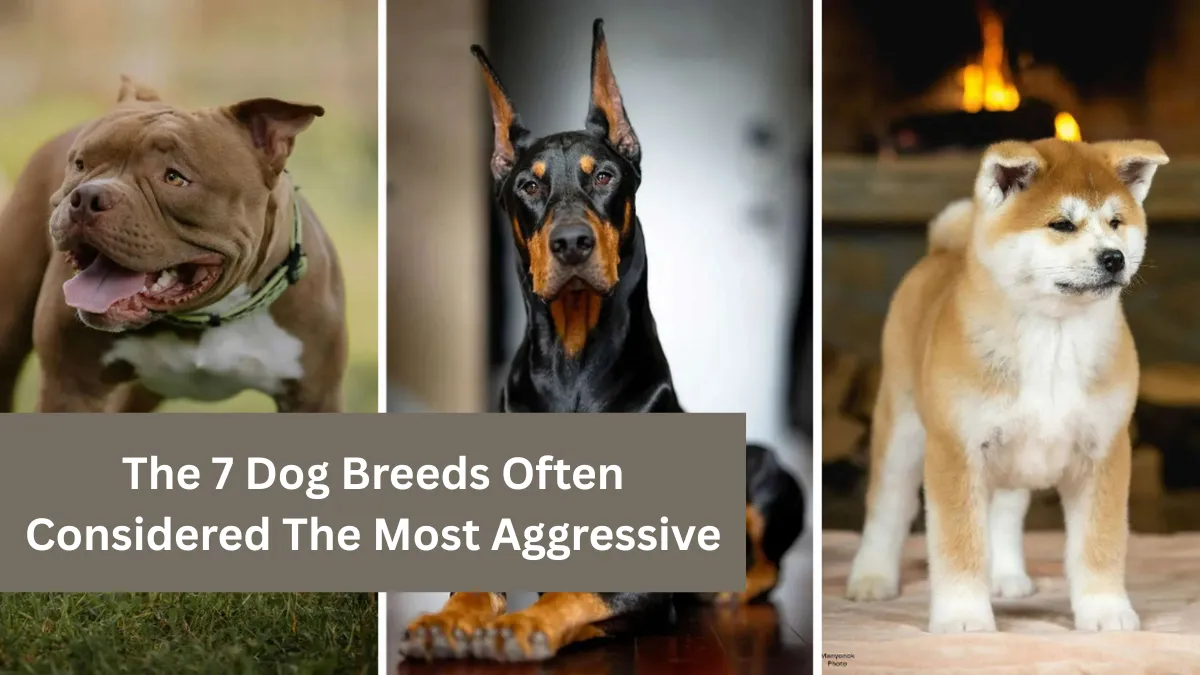 The 7 Dog Breeds Often Considered The Most Aggressive