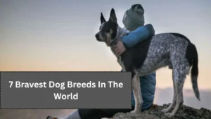 7 Bravest Dog Breeds In The World