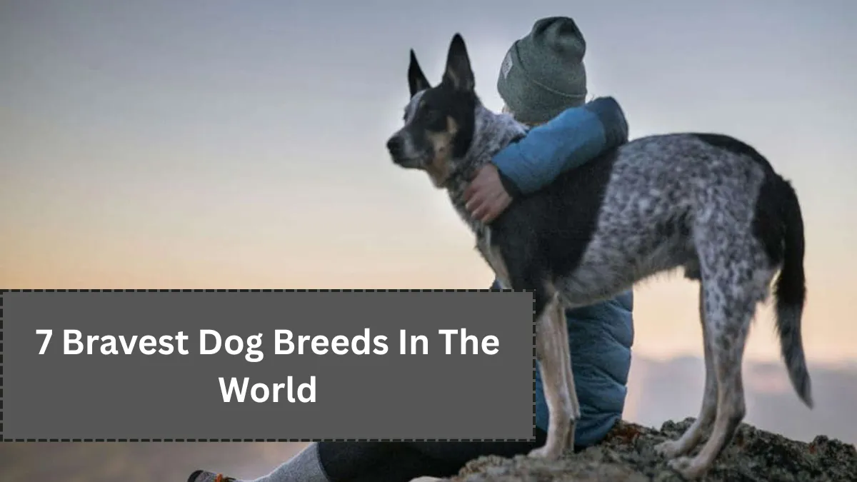 7 Bravest Dog Breeds In The World
