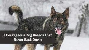 7 Courageous Dog Breeds That Never Back Down