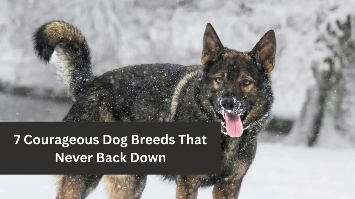 7 Courageous Dog Breeds That Never Back Down