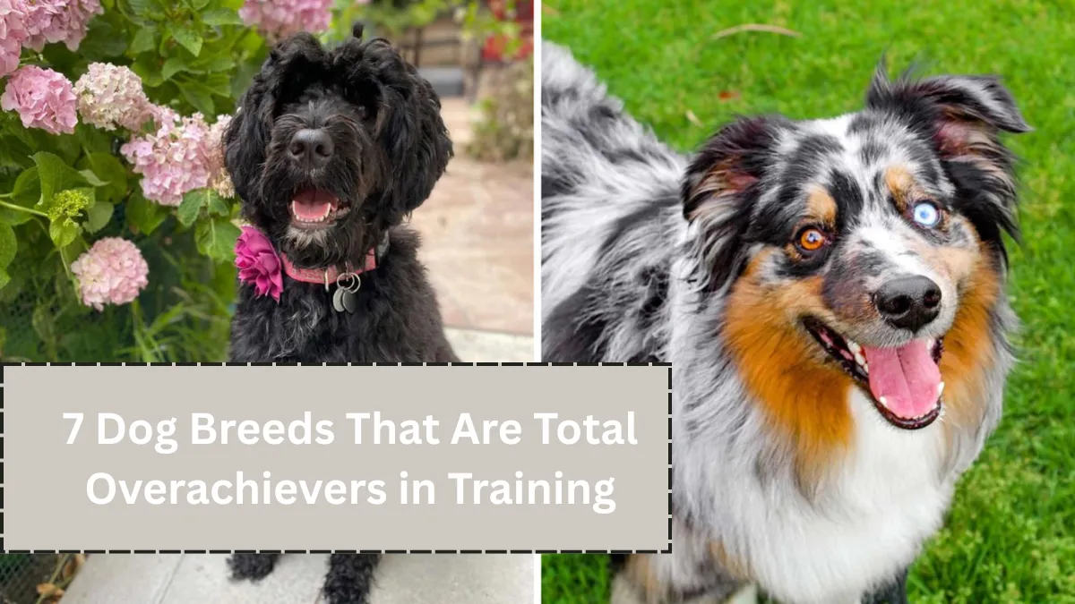 7 Dog Breeds That Are Total Overachievers in Training