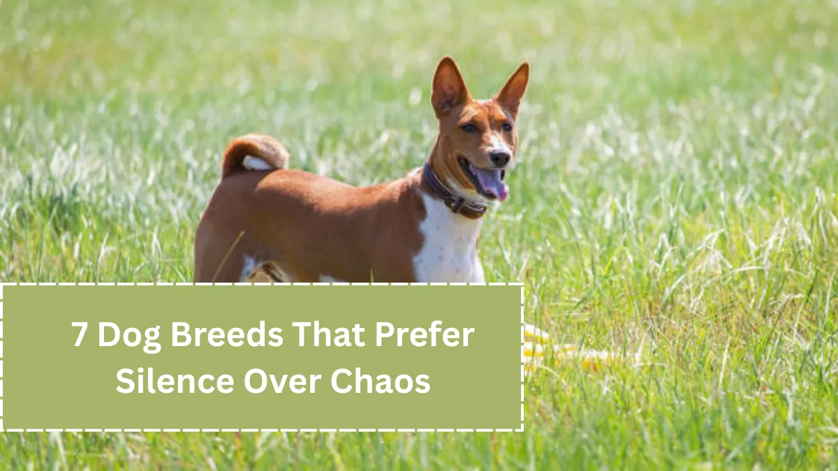 7 Dog Breeds That Prefer Silence Over Chaos