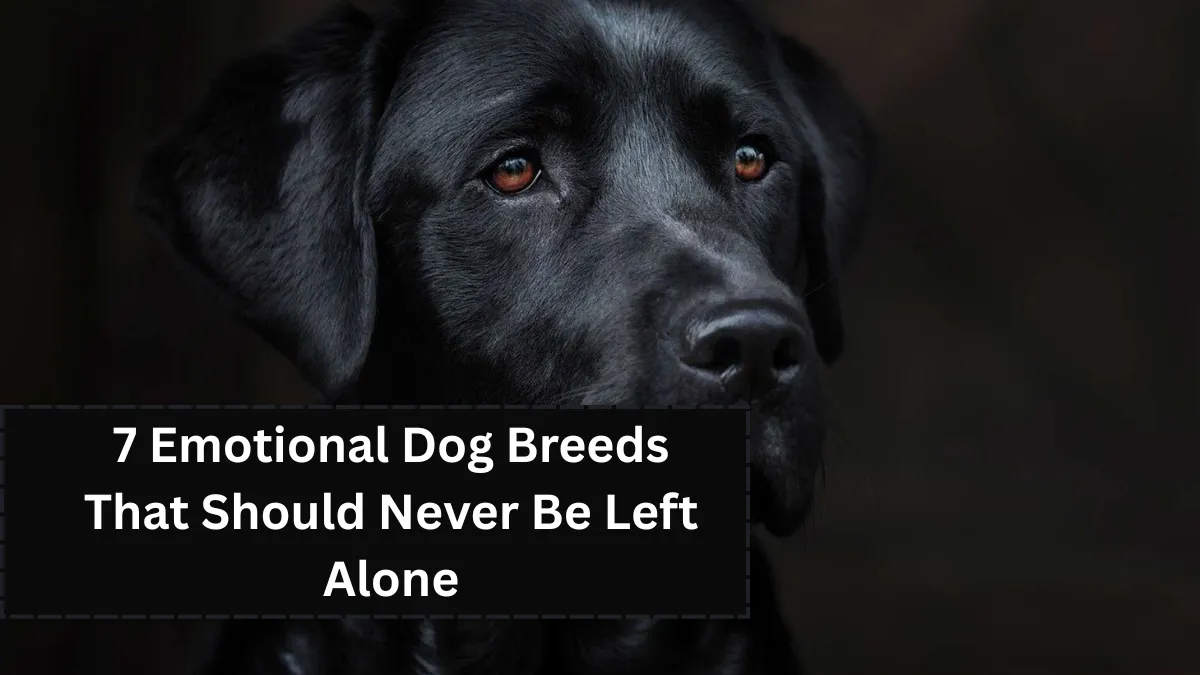 7 Emotional Dog Breeds That Should Never Be Left Alone