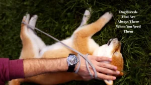 7 Faithful Dog Breeds That Are Always There When You Need Them