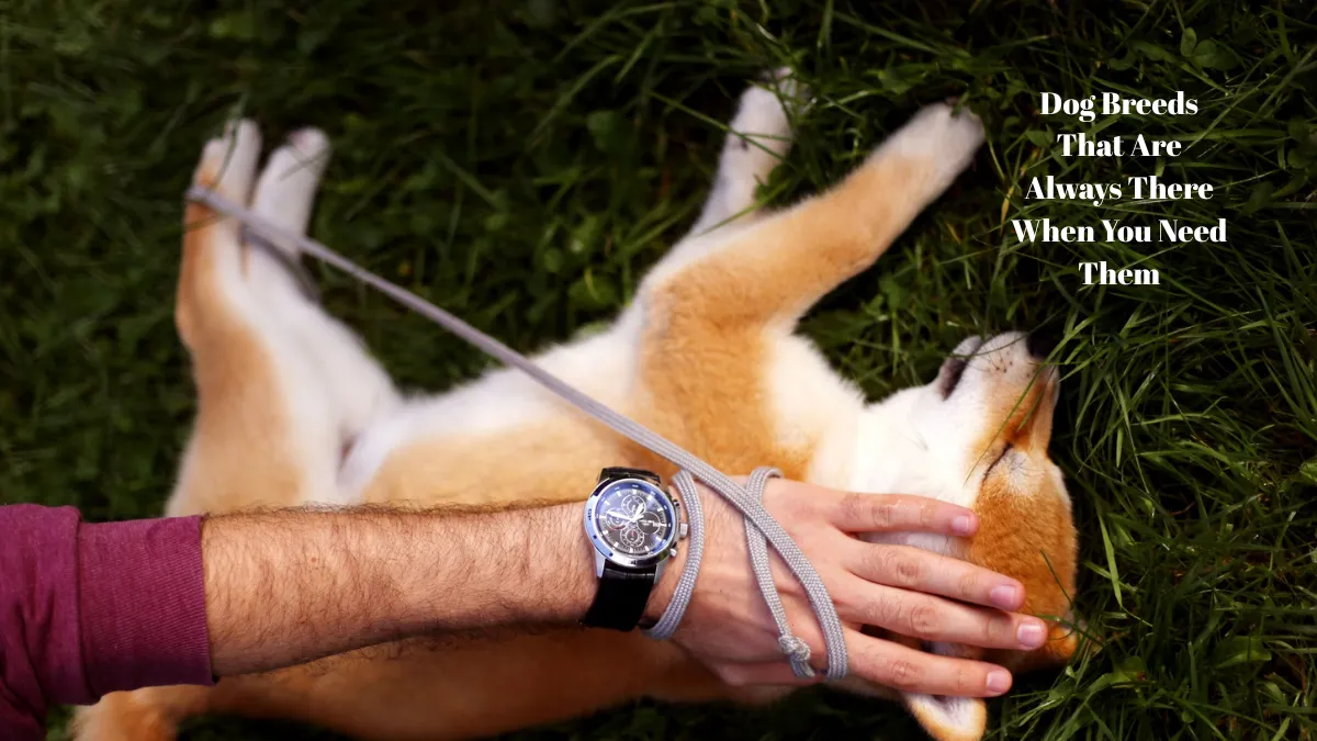 7 Faithful Dog Breeds That Are Always There When You Need Them