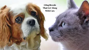 5 Dog Breeds That Get Along With Cats