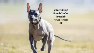 7 Rarest Dog Breeds You've Probably Never Heard Of