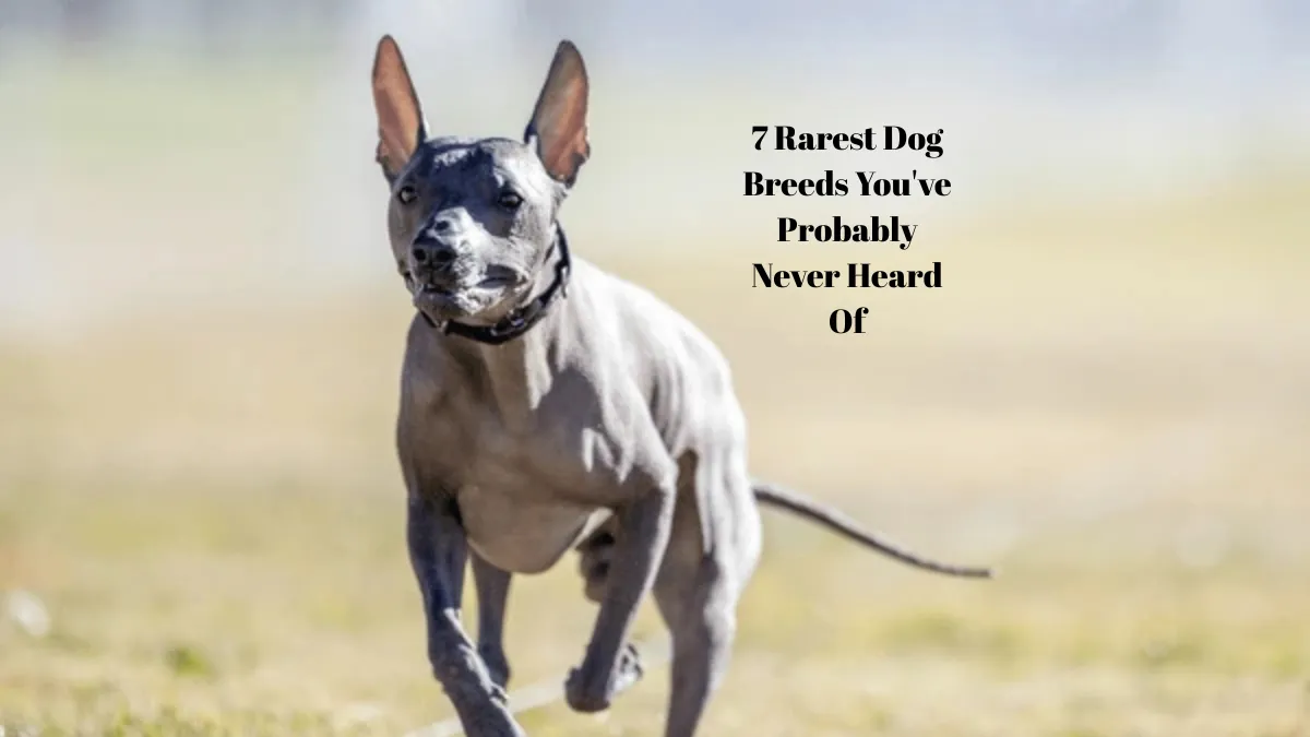7 Rarest Dog Breeds You've Probably Never Heard Of
