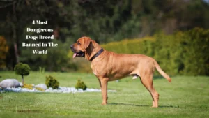 4 Most Dangerous Dogs Breed Banned In The World
