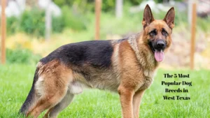 The 5 Most Popular Dog Breeds in West Texas