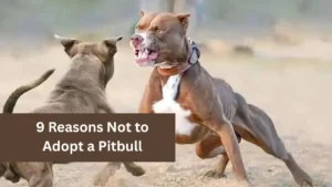 9 Reasons Not to Adopt a Pitbull