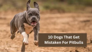 10 Dogs That Get Mistaken For Pitbulls