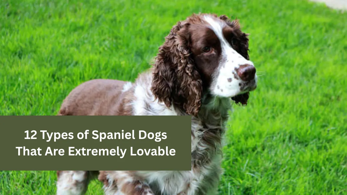 12 Types of Spaniel Dogs That Are Extremely Lovable