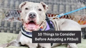 10 Things to Consider Before Adopting a Pitbull