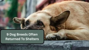 9 Dog Breeds Often Returned To Shelters