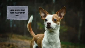 6 Dog Breeds That Can’t Stand Other Dogs