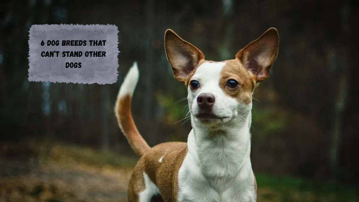 6 Dog Breeds That Can’t Stand Other Dogs