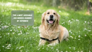 The 6 Most Adorable Dog Breeds—Ranked by Cuteness