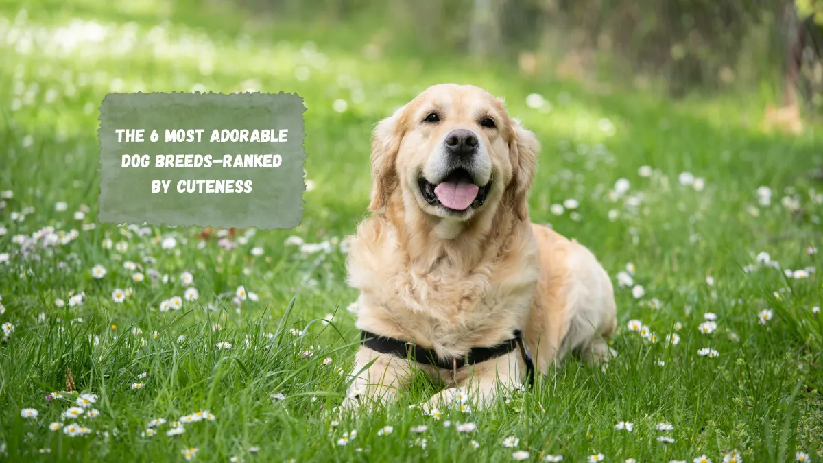 The 6 Most Adorable Dog Breeds—Ranked by Cuteness
