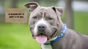 10 Reasons Not To Adopt a Pit Bull