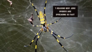 7 Reasons Why Joro Spiders Are Spreading So Fast