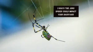 3 Ways the Joro Spider Could Impact Your Backyard