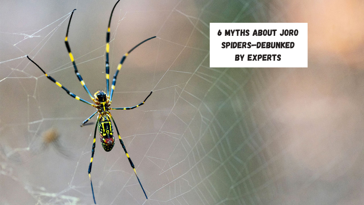 6 Myths About Joro Spiders—Debunked by Experts