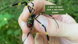 4 Signs You Might Have a Joro Spider Nearby