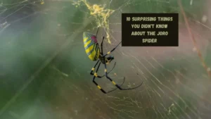 10 Surprising Things You Didn't Know About the Joro Spider