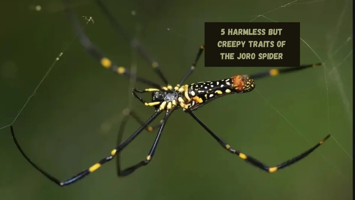 5 Harmless But Creepy Traits of the Joro Spider