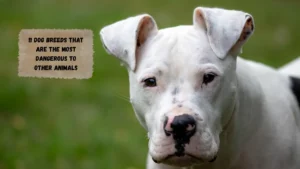 11 Dog Breeds That Are the Most Dangerous to Other Animals