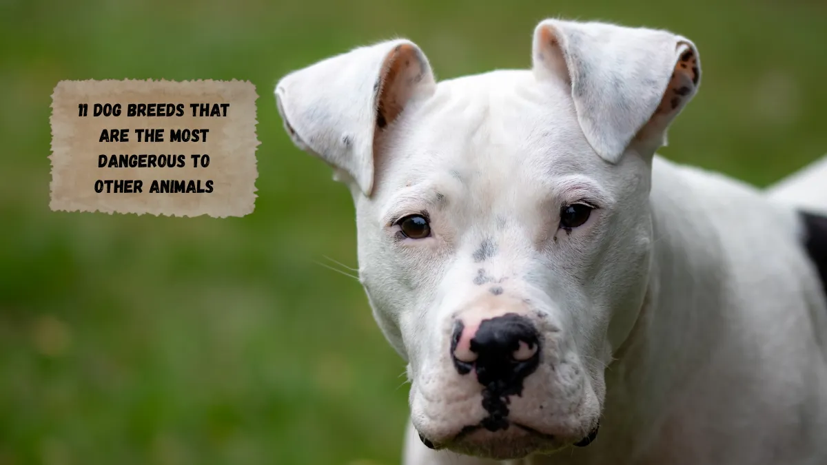 11 Dog Breeds That Are the Most Dangerous to Other Animals
