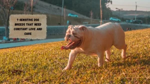 7 Sensitive Dog Breeds That Need Constant Love and Care