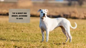 Top 10 Worst Dog Breeds, According to Data