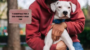 7 Essentials for a Dog-Friendly Road Trip