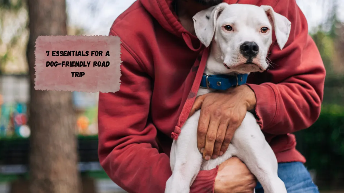 7 Essentials for a Dog-Friendly Road Trip