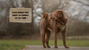 10 Dog Breeds That Aren’t as Friendly as You Think